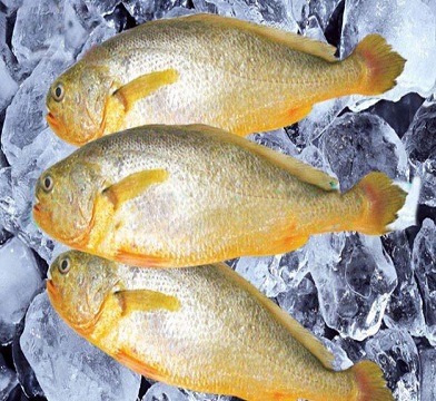 烏拉圭小黃魚進(jìn)口報(bào)關(guān)