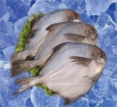 冷凍魚進(jìn)口